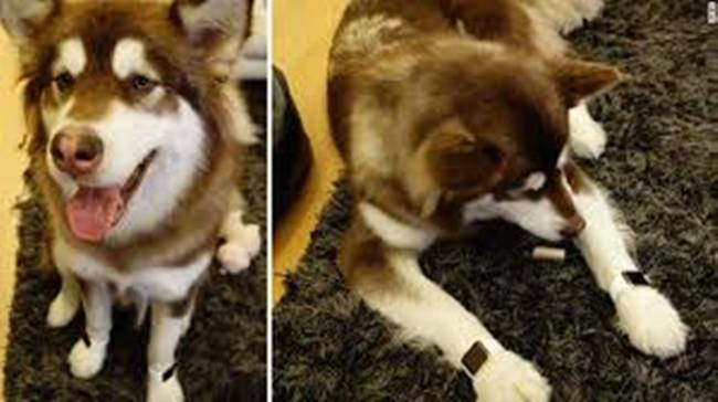 Tờ Daily Mail cho hay, năm 2009, được cha đưa 53 triệu bảng để bắt đầu công việc kinh doanh. Wang Sicong lập quỹ Prometheus Capital (Pusi Capital) để đầu tư vào các dự án và công ty mà mình thích.