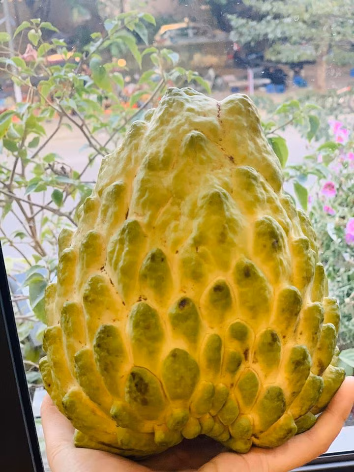 Vì vậy, nguồn cung ra thị trường hàng ngày không dồi dào như na dai truyền thống. Nguồn ảnh: FB Khuc Ngoc Anh.