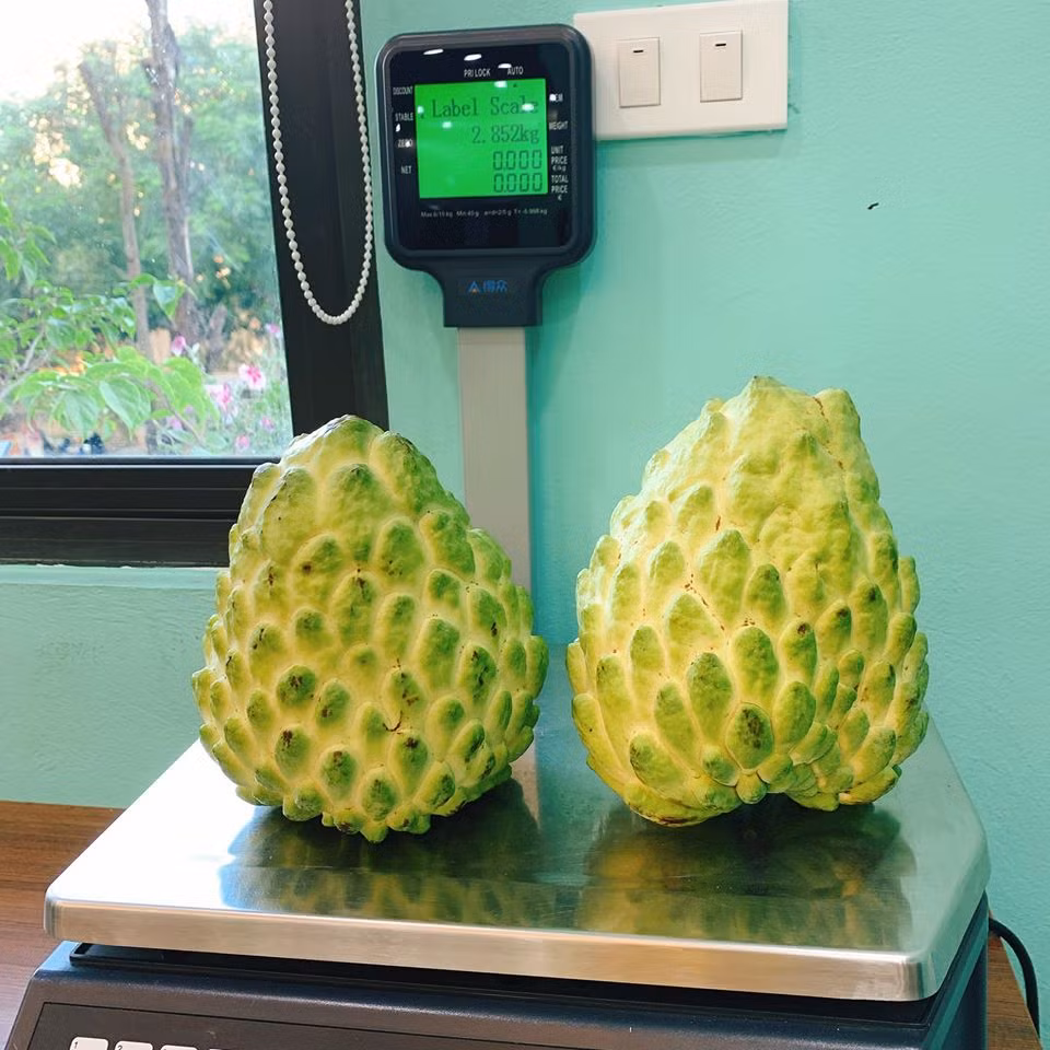 Chị Ngọc Anh cho biết, đây là giống na mới của Đài Loan, các nhà vườn chưa trồng nhiều.