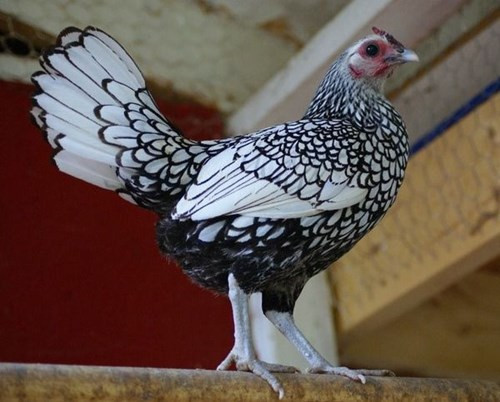 Với hình dáng nhỏ nhắn, màu lông đẹp như tranh vẽ, gà vảy cá được nhiều người săn lùng làm quà biếu dịp Tết. Tuy nhiên, đây là giống gà ngoại nhập, số lượng chưa có nhiều ở nước ta. Ảnh: Dân Việt.