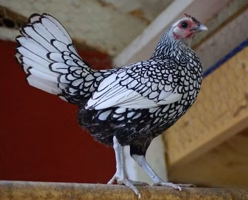 Với hình dáng nhỏ nhắn, màu lông đẹp như tranh vẽ, gà vảy cá được nhiều người săn lùng làm quà biếu dịp Tết. Tuy nhiên, đây là giống gà ngoại nhập, số lượng chưa có nhiều ở nước ta. Ảnh: Dân Việt.