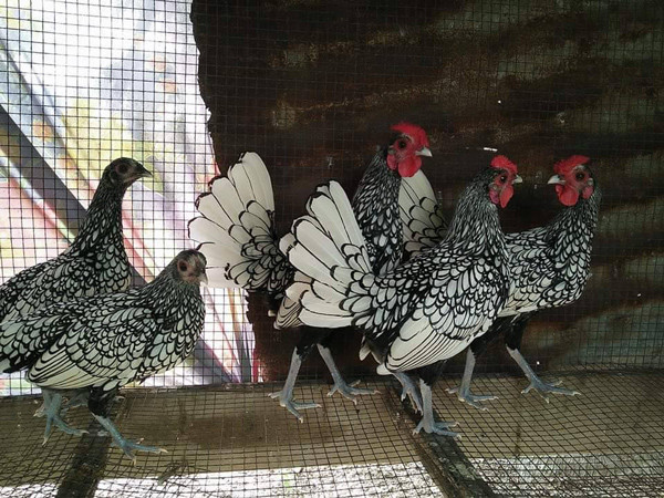 Trên thị trường, mỗi cặp gà vảy cá được bán với giá khoảng 5-7 triệu đồng/cặp dù trọng lượng chỉ từ 600 - 800gram. Ảnh: Dân Việt. Video: Gà trống mạ vàng sang trọng làm quà Tết. Nguồn: Youtube.