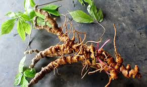 Bên cạnh trái cây, các loại dược liệu quý hiếm cũng không nằm ngoài tầm mắt của giới nhà giàu “săn” quà biếu Tết như sâm Ngọc Linh, sâm tươi Hàn Quốc, tảo xoắn, đông trùng hạ thảo Tây Tạng…Ảnh: Vietnamnet.