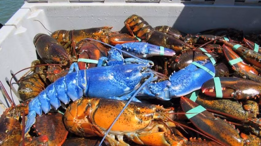 Công đoạn này làm tăng chi phí vận chuyển khiến giá tôm hùm thêm đắt đỏ.