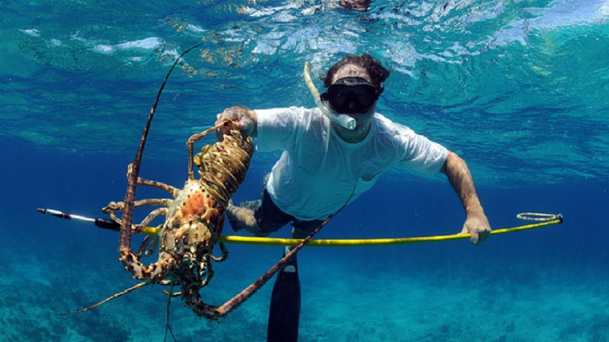 Thêm nữa, rất khó để nuôi được tôm hùm Mỹ hay tôm hùm châu Âu. Trong số 50.000 trứng chỉ có 2 con tôm hùm sống sót và đạt đến kích thước cho phép.