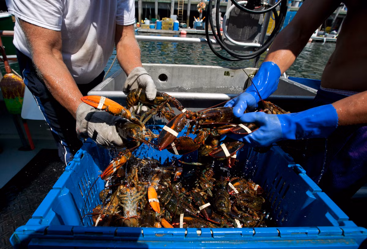 Ngày nay, tôm hùm là món ăn ngon nhưng đã có lúc chúng bị coi là những con gián của biển và thậm chí phục vụ cho tù nhân. Vậy từ khi nào tôm hùm trở thành món ăn ngon và vì sao chúng luôn đắt đỏ?