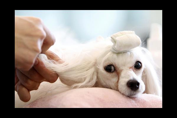 Không chỉ nhận được lương cao, người làm công việc này còn được ở trong căn biệt thự 6 tầng cực kỳ lộng lẫy ở London và chỉ cần làm việc từ thứ 2 đến thứ 6.