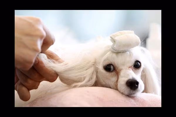 Không chỉ nhận được lương cao, người làm công việc này còn được ở trong căn biệt thự 6 tầng cực kỳ lộng lẫy ở London và chỉ cần làm việc từ thứ 2 đến thứ 6.