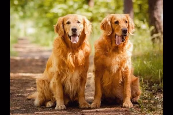 Một cặp vợ chồng người Anh cần tuyển “bảo mẫu” để chăm sóc cho 2 chú chó cưng vì họ thường xuyên phải đi công tác xa nhà. Công việc tuy đơn giản nhưng người làm nhận được mức lương lên tới 950 triệu đồng/năm.