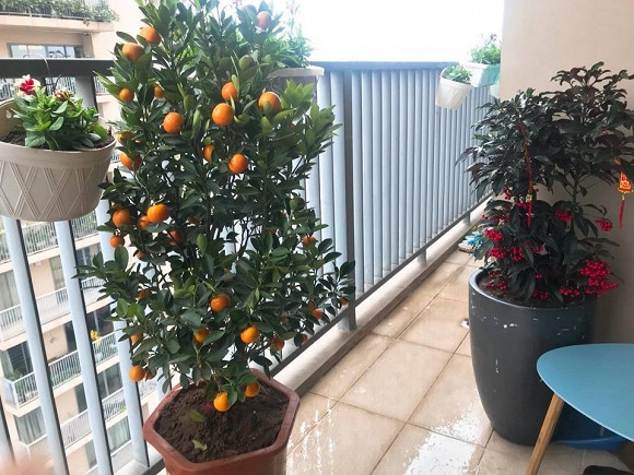 Vào dịp Tết, ban công được nam MC tận dụng làm nơi để trưng bày đào, quất. Nguồn ảnh: FBNV.