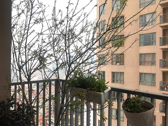 Đây là nơi Thành Trung trồng nhiều loại hoa và cây cảnh.