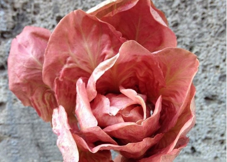 Nếu như rau diếp xanh thông thường có giá bán dưới 1 USD (khoảng 23.000 đồng) mỗi kg thì giá của rau diếp hồng lên tới hơn 20 USD/kg (tương đương khoảng 500.000 đồng).