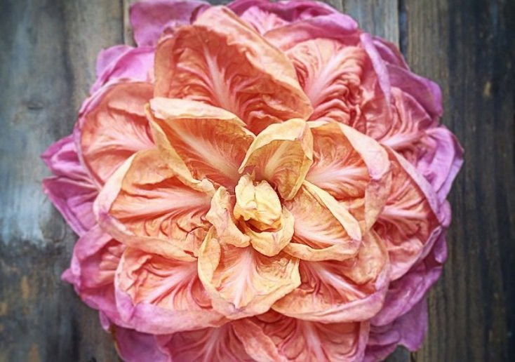 Rau diếp hồng phát triển mạnh trong bóng tối, nơi ánh sáng mặt trời không thể chạm tới thân cây.