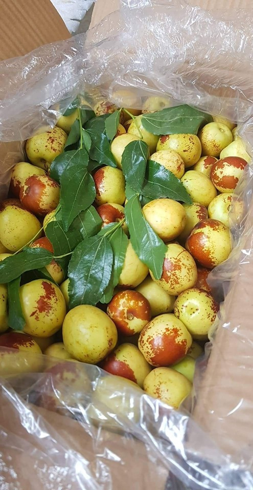 Trước kia, táo tàu về Việt Nam thường là hàng đã sấy khô. Tuy nhiên, thời gian gần đây, loại táo này trở thành trái cây tươi được nhiều người lựa chọn. Ảnh: Facbook.