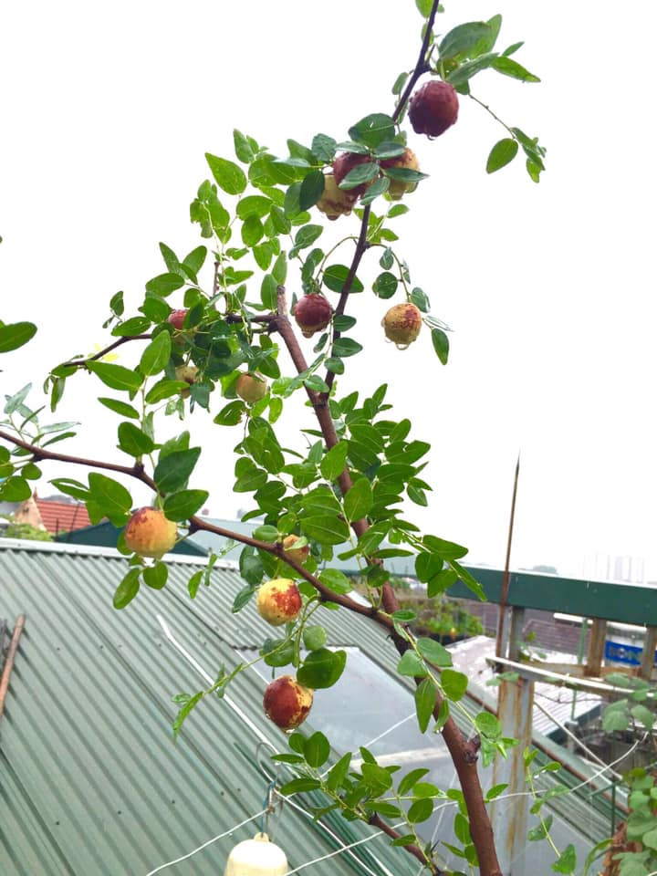 Cô Hòa (Cầu Giấy, Hà Nội) chia sẻ: "Táo tàu tươi là loại quả thường có trong vị thuốc bắc. Tôi cũng vài lần mua về ăn thử nhưng mỗi lần mua một giá khác nhau. Táo có vị ngọt, xốp".