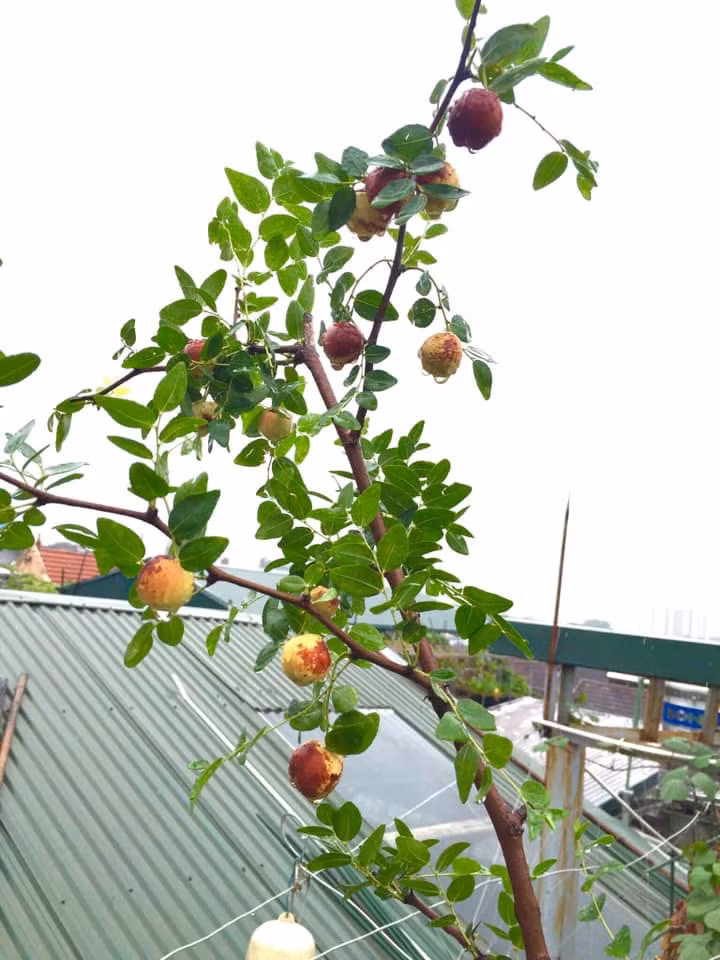 Cô Hòa (Cầu Giấy, Hà Nội) chia sẻ: "Táo tàu tươi là loại quả thường có trong vị thuốc bắc. Tôi cũng vài lần mua về ăn thử nhưng mỗi lần mua một giá khác nhau. Táo có vị ngọt, xốp".