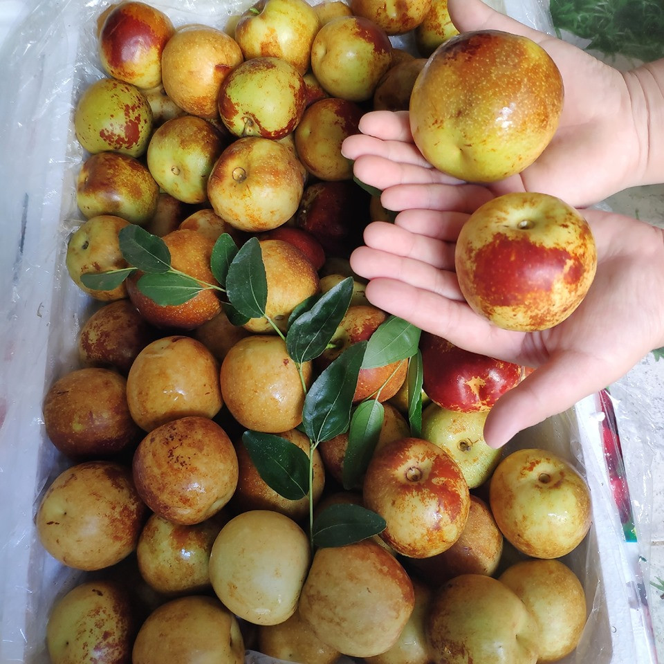 Vỏ táo màu xanh xen lẫn các đốm nâu khiến nhiều người tưởng bị hỏng, nhưng khi ăn khá giòn, xốp, vị ngọt thanh.