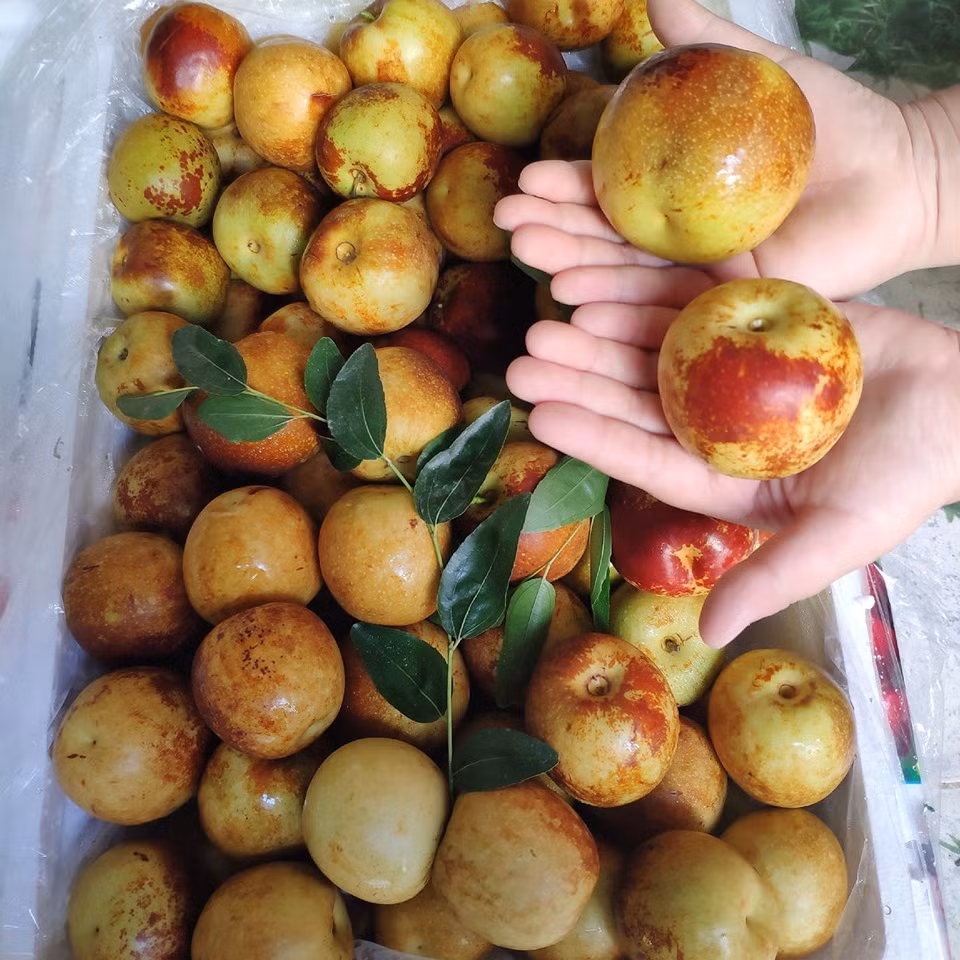 Vỏ táo màu xanh xen lẫn các đốm nâu khiến nhiều người tưởng bị hỏng, nhưng khi ăn khá giòn, xốp, vị ngọt thanh.