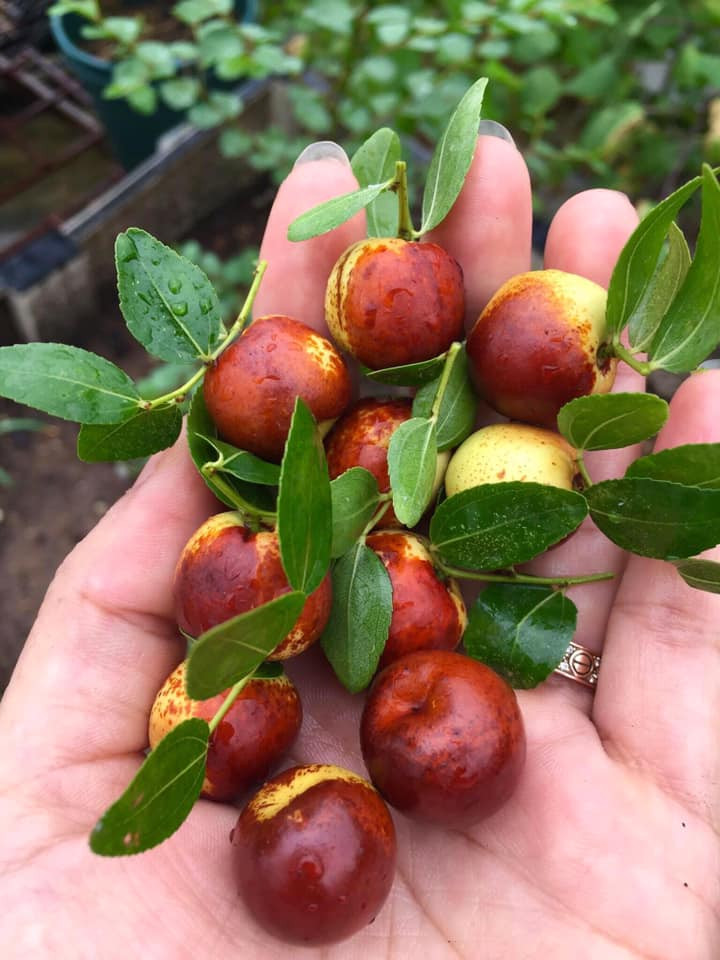 Hiện, trên thị trường táo tàu tươi (hay còn gọi hồng táo) được rao bán với nhiều mức giá khác nhau, dao động từ 50.000 - 130.000 đồng/kg.
