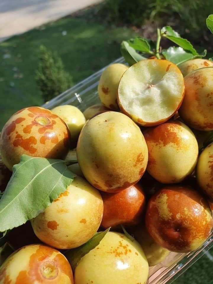 Theo một số người bán, táo tàu tươi khi chín có màu thâm nhưng ăn lại rất giòn và ngọt.