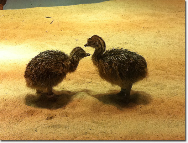 Đà điểu là loài động vật hiếu động và cũng rất hiếu chiến. Vì thế buộc phải có bảo mẫu dành cho đà điểu. Nhiệm vụ của công việc này là ngăn những con đà điểu không đánh nhau. Nguồn ảnh: Getty Image