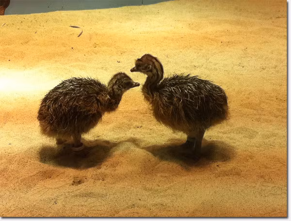 Đà điểu là loài động vật hiếu động và cũng rất hiếu chiến. Vì thế buộc phải có bảo mẫu dành cho đà điểu. Nhiệm vụ của công việc này là ngăn những con đà điểu không đánh nhau. Nguồn ảnh: Getty Image