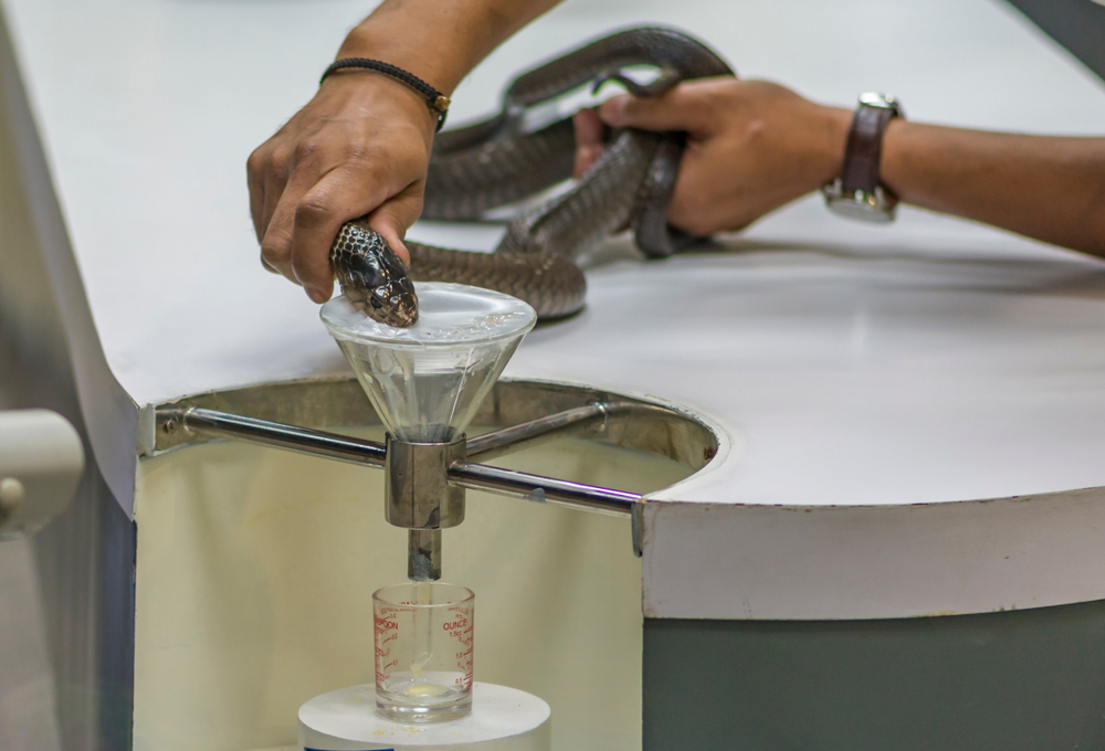 Công việc lấy nọc rắn vô cùng nguy hiểm và ẩn chứa nhiều rủi ro. Họ phải dùng tay mở miệng, cắm răng chúng vào chiếc lọ có màng mọc và lấy nọc.