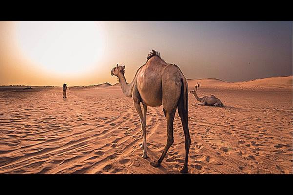 Thú cưng của Thái tử Dubai là một chú lạc đà có giá 2,7 triệu USD.