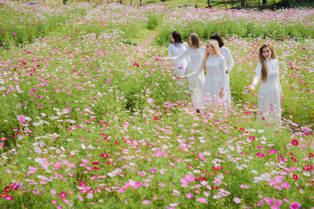 Trong tà áo dài và chiếc nón lá, các thiếu nữ ngoại quốc thướt tha bên cánh đồng hoa cúc họa mi.