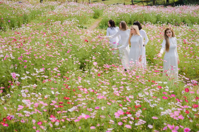 Trong tà áo dài và chiếc nón lá, các thiếu nữ ngoại quốc thướt tha bên cánh đồng hoa cúc họa mi.