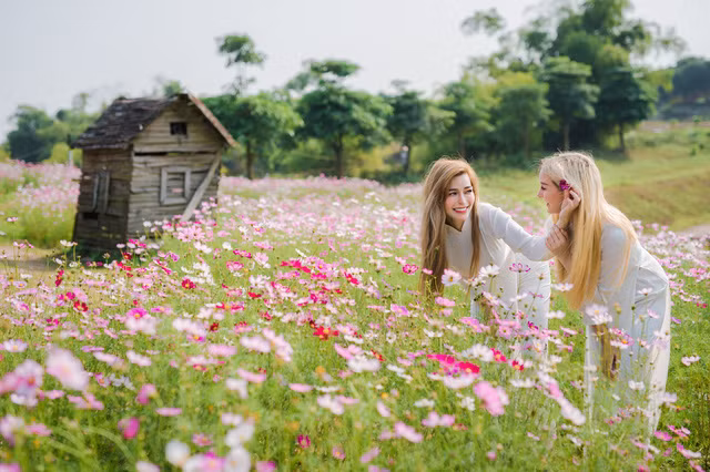 Betsy và Nicole là hai trong số các cô bạn ngoại quốc say mê vẻ đẹp của hoa cúc họa mi của Việt Nam và đã rủ nhau đến cánh đồng hoa thả dáng để có được những "pô" ảnh ấn tượng tại đất nước hình chữ S xinh đẹp.