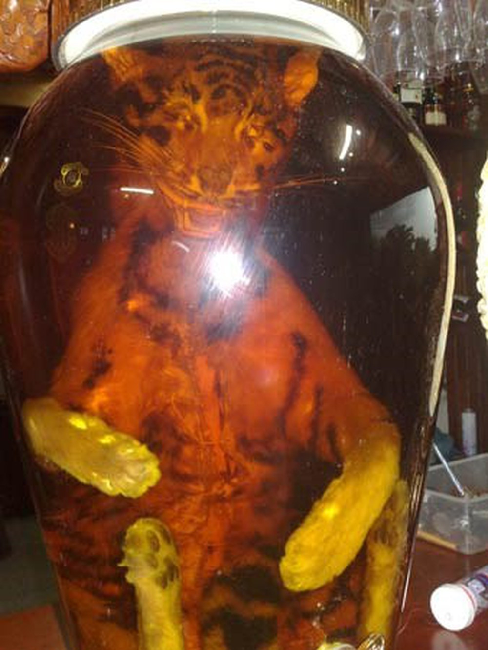 Bác sĩ Hướng cảnh báo, tay gấu, tay hổ,... khi ngâm rượu để cả lông sẽ rất mất vệ sinh, người uống có thể bị tiêu chảy. Ảnh: Vietnamnet.