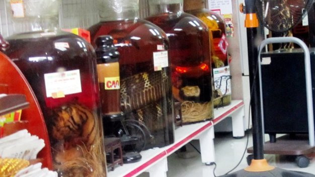 Không chỉ có hổ, nhiều quý ông còn tìm bào thai khỉ, hổ, gấu, tê tê... về ngâm rượu để tráng dương. Ảnh: Vietnamnet.