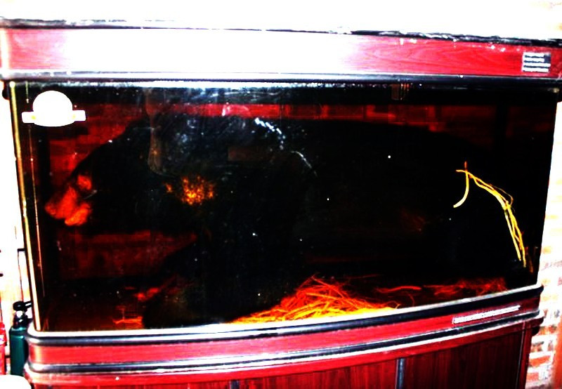 Theo Lương y Đinh Công Bảy, Tổng Thư ký Hội Dược liệu TP. HCM, việc sử dụng những loại bào thai động vật để ngâm rượu làm thuốc, trong các sách cổ của Đông y chưa hề được nhắc đến. Ảnh: Vietnamnet