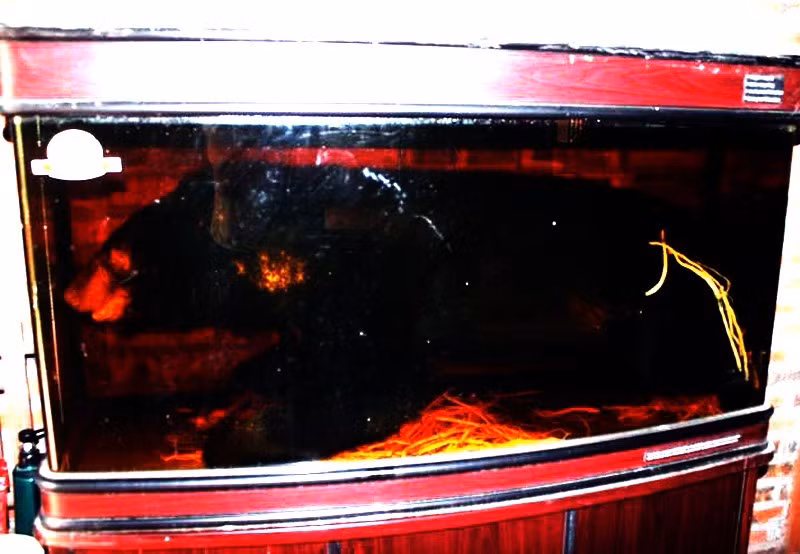 Theo Lương y Đinh Công Bảy, Tổng Thư ký Hội Dược liệu TP. HCM, việc sử dụng những loại bào thai động vật để ngâm rượu làm thuốc, trong các sách cổ của Đông y chưa hề được nhắc đến. Ảnh: Vietnamnet