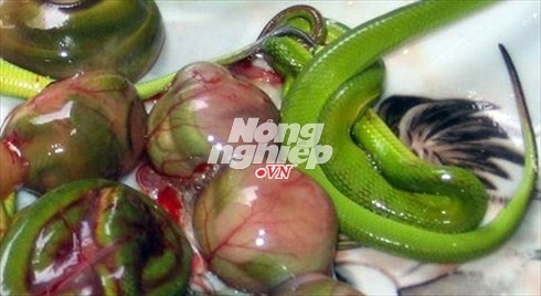Ngoài ngâm rượu, một số "đại gia" Việt còn tìm bào thai rắn ăn để cải thiện chuyện "giường chiếu". Ảnh: Nongnghiep.