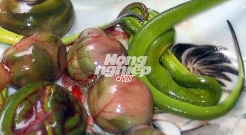 Ngoài ngâm rượu, một số "đại gia" Việt còn tìm bào thai rắn ăn để cải thiện chuyện "giường chiếu". Ảnh: Nongnghiep.