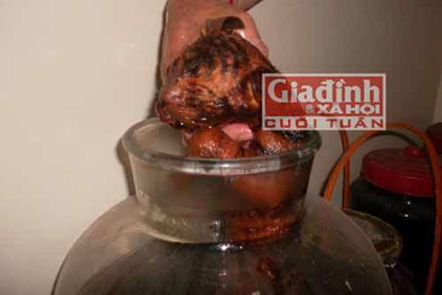 Loại rượu này được thêu dệt là “thập toàn đại bổ”, không phải cứ có tiền là mua được. Thậm chí, có những bình rượu ngâm giá không dưới 200 triệu đồng. Ảnh: Giadinhxahoi.