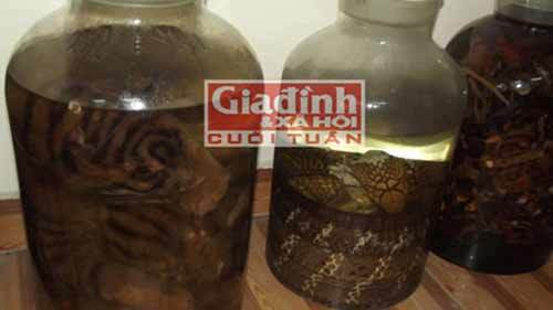 Trong số những loại rượu ngâm từ các loại động vật quý hiếm, rượu bào thai hổ (còn gọi hà nàm hổ) được các đại gia cho là cách thể hiện đẳng cấp thượng thặng nhất. Ảnh: Giadinhxahoi.
