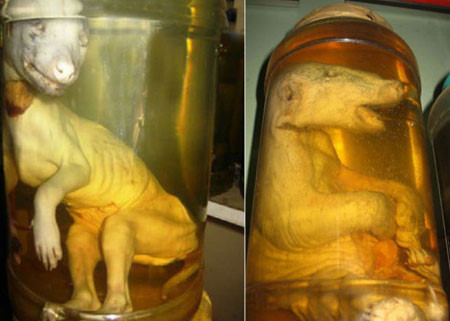 Ghê rợn ăn uống bào thai động vật hồi xuân, sung mãn của đại gia Việt Ghe ron an uong bao thai dong vat hoi xuan, sung man cua dai gia Viet