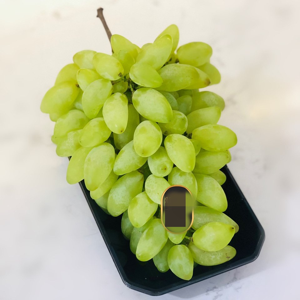 Khi còn xanh, từng chùm nho được bọc giấy cẩn thận để tránh côn trùng.