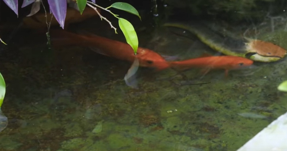 Hồ cá là nơi thư giãn của gia đình. Ảnh: Vlog Minh Hải