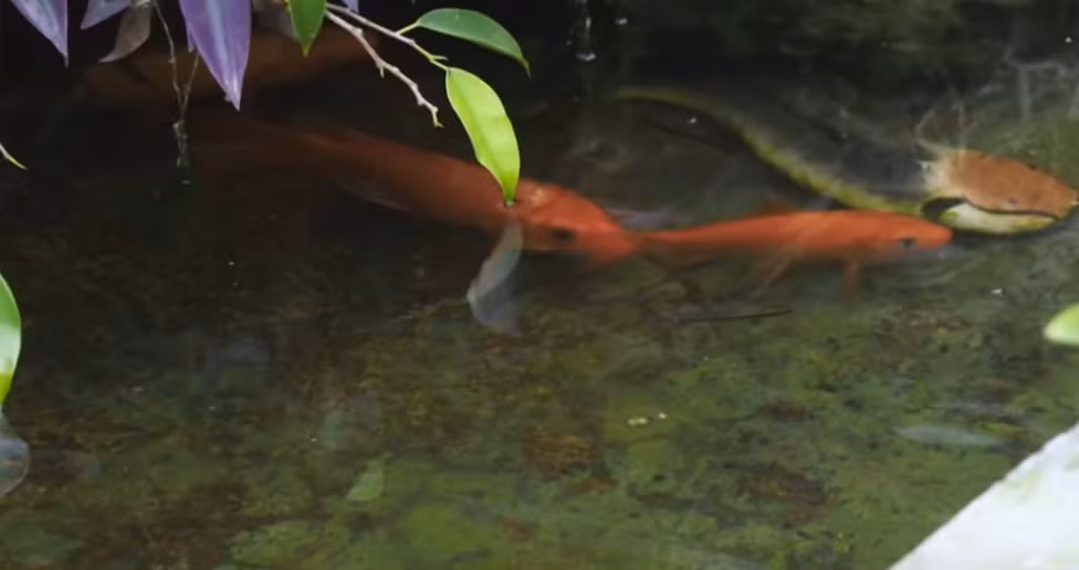 Hồ cá là nơi thư giãn của gia đình. Ảnh: Vlog Minh Hải