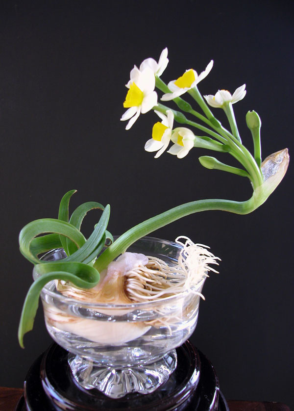 Trước đây, hoa thủy tiên là loại hoa Tết chỉ dành cho người có tiền, bởi giống hoa này đắt đỏ và mất nhiều thời gian chăm sóc.