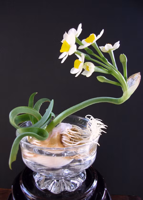 Trước đây, hoa thủy tiên là loại hoa Tết chỉ dành cho người có tiền, bởi giống hoa này đắt đỏ và mất nhiều thời gian chăm sóc.