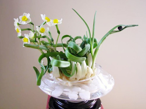 Và những gia đình thực sự giàu có mới sắm vài chậu thủy tiên để chơi vào dịp Tết Nguyên đán. Nguồn ảnh: Internet.
