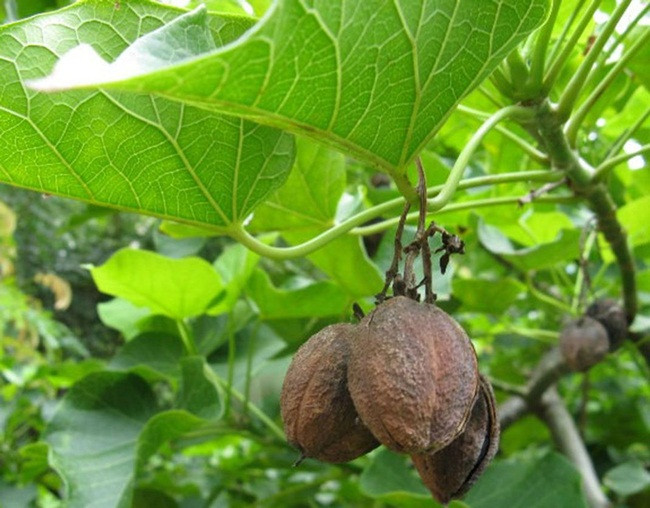 Thu an ngay co the chet, luoc roi vui tro 40 ngay thanh dac san tien trieu-Hinh-2