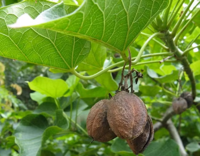 Thu an ngay co the chet, luoc roi vui tro 40 ngay thanh dac san tien trieu-Hinh-2