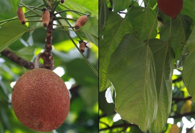 Thu an ngay co the chet, luoc roi vui tro 40 ngay thanh dac san tien trieu