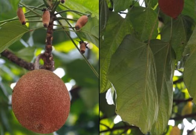 Thu an ngay co the chet, luoc roi vui tro 40 ngay thanh dac san tien trieu